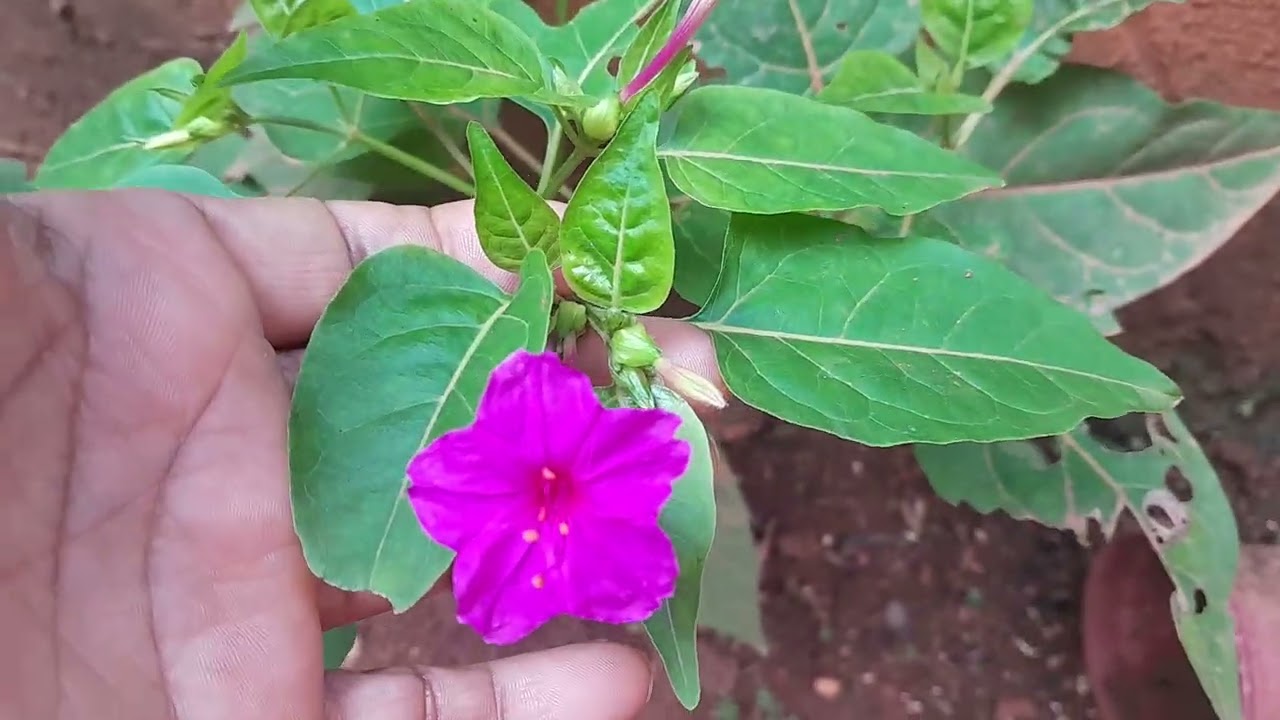 VLG pelo quintal...