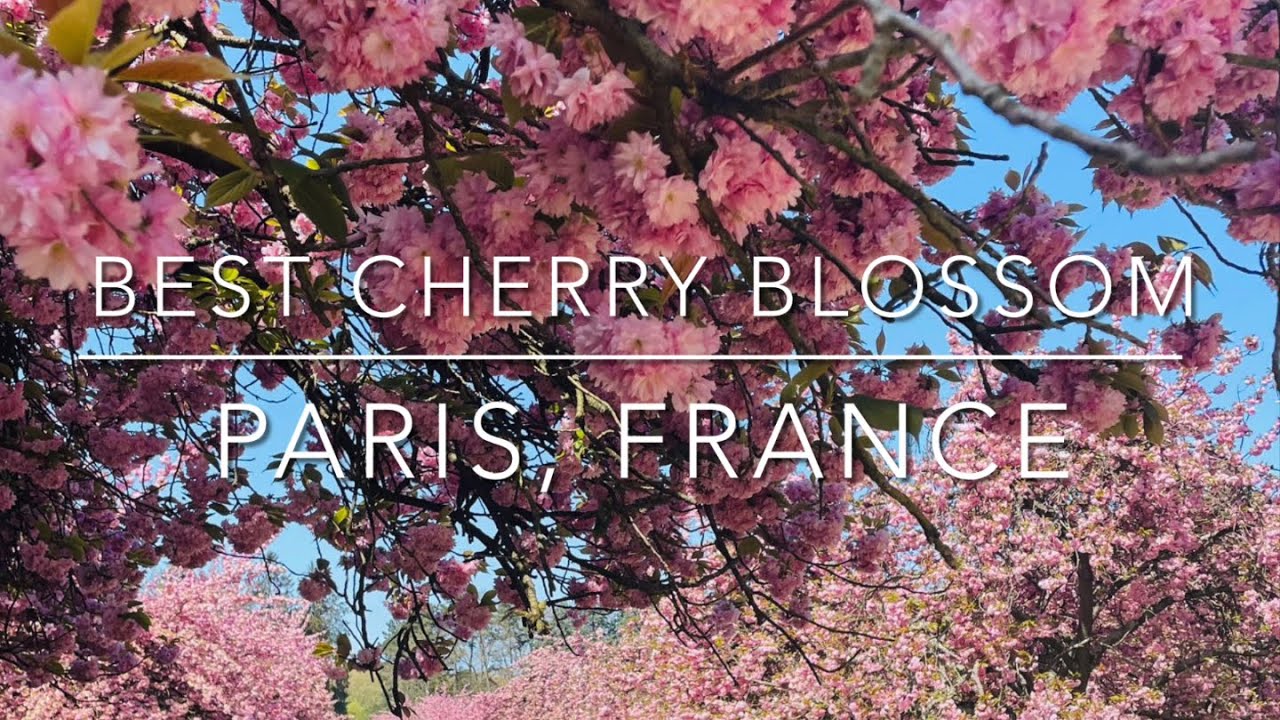 Best cherry blossom  location in Paris #paris #france #cherryblossom