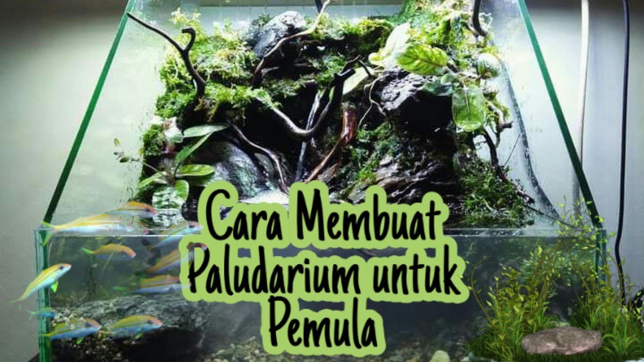 Cara membuat Paludarium untuk Pemula II Mudah dan Minim Budget