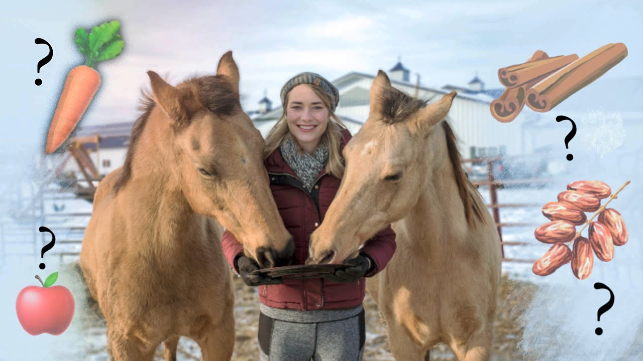 Homemade Horse Treats | Do Horses Like Them? 🤔