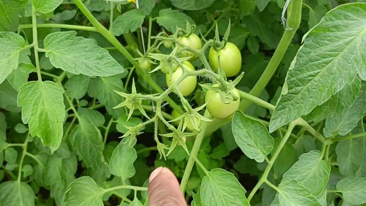 Tapos na natatali-an ang mga sanga sa talong at ampalaya 🥰
