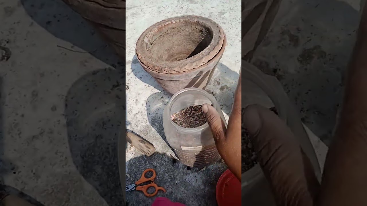 গরমে প্রচুর ফুল পেতে অপরাজিতা গাছে এখনই এই কাজগুলো অতি অবশ্যই করুন13 February 2026