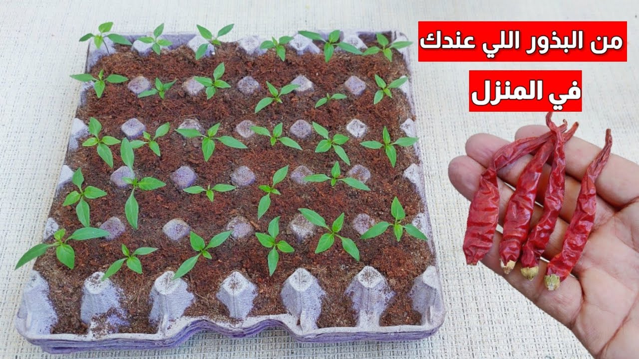 زراعة الفلفل الحار  في كرتونة البيض علي طريقة المشاتل في المنزل🌶🌶