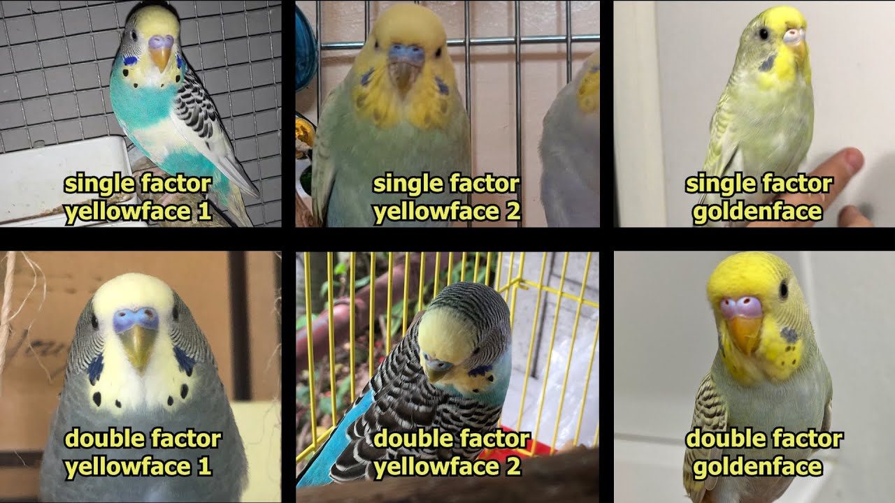 Yellow and Golden Face Mutations (The ULTIMATE GUIDE)