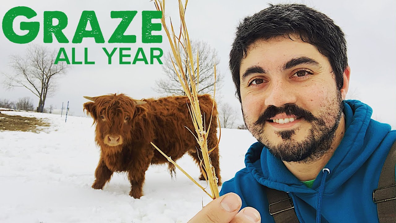 GRAZING COWS ALL WINTER LONG... But How?