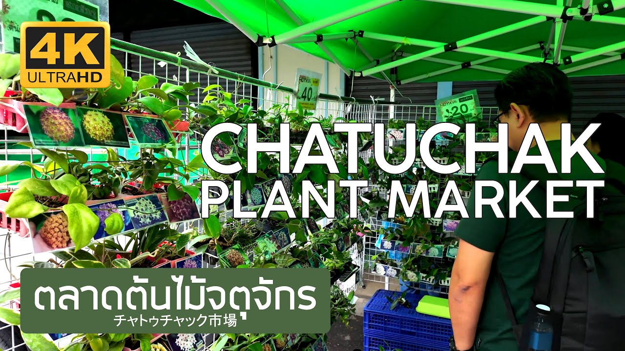 ตลาดต้นไม้จตุจักร 1 พฤษภาคม 2568 Chatuchak Plant Market May 1st, 2025 チャトゥチャック市場 バンコク タイ