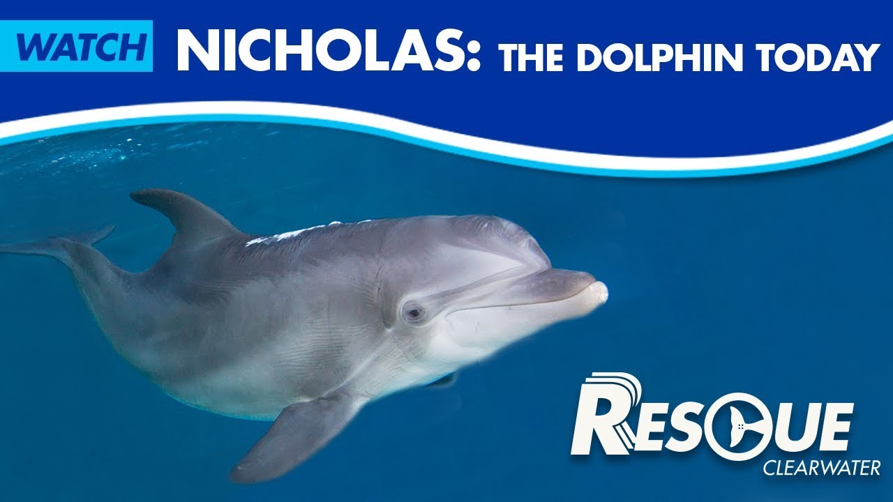 Nicholas the Dolphin Today - Rescue-Clearwater Season 2: Ep. 6