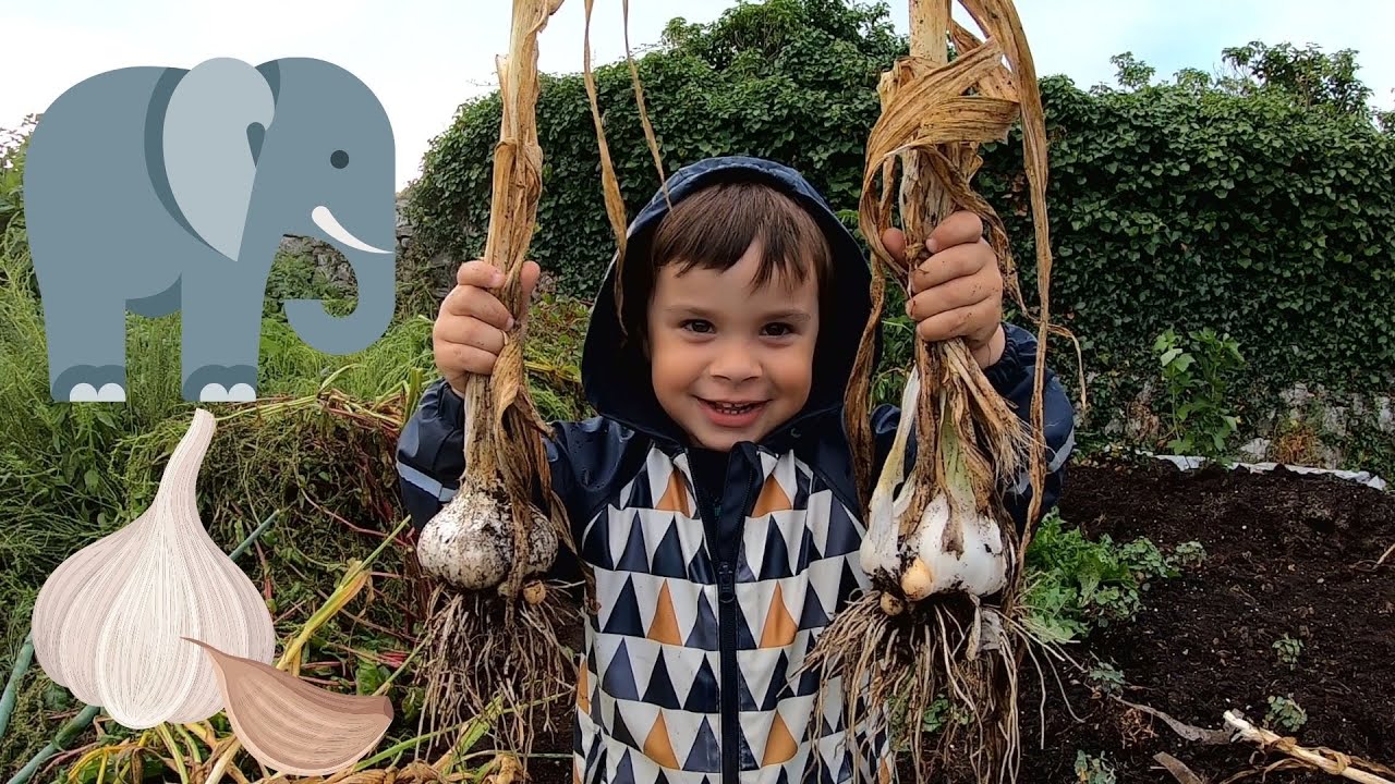 Elephant Garlic Harvest and Planting