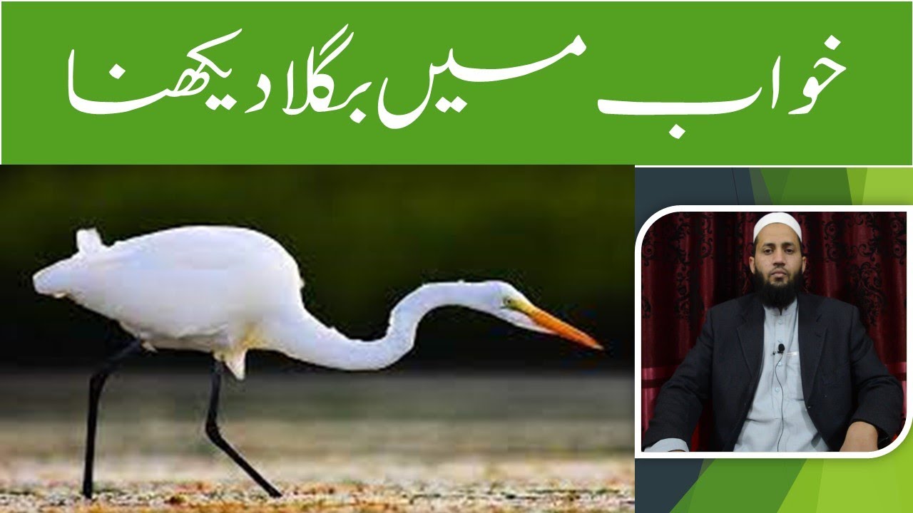Khawab Mein Bagla Dekhna || خواب میں بگلا دیکھنا