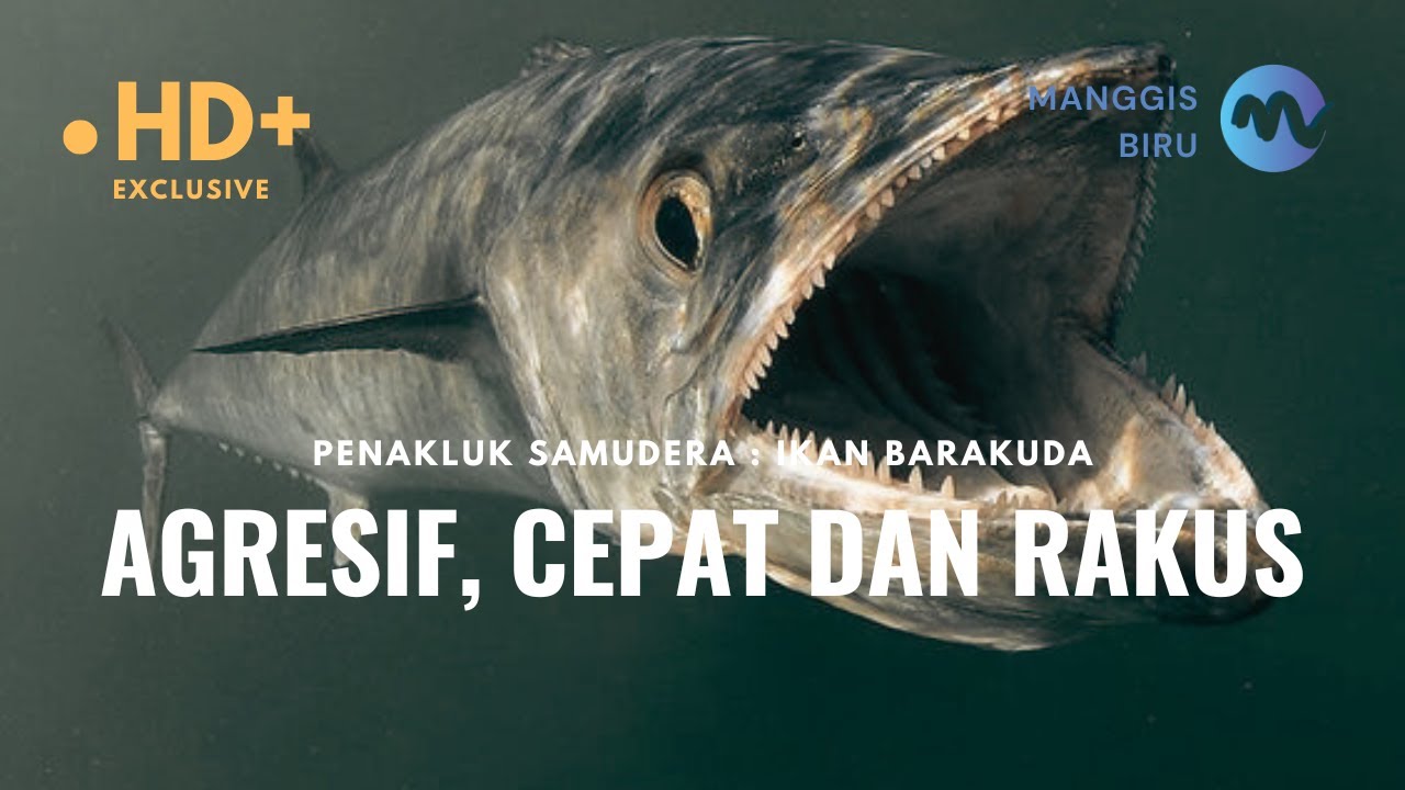 Ikan ini lebih Cepat dari Kuda dan setara cheetah | #temantidur Ikan Barakuda