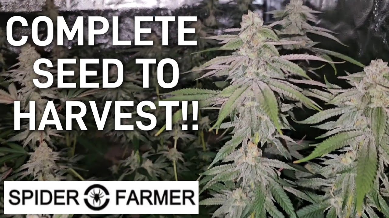 Complete Seed to Harvest With Dry Weight, Spiderfarmer SE-5000 & 3x3 Tent