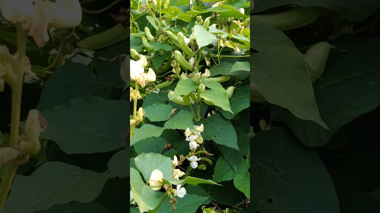 #legume #leguminosae #fruits #veggies #legumepod