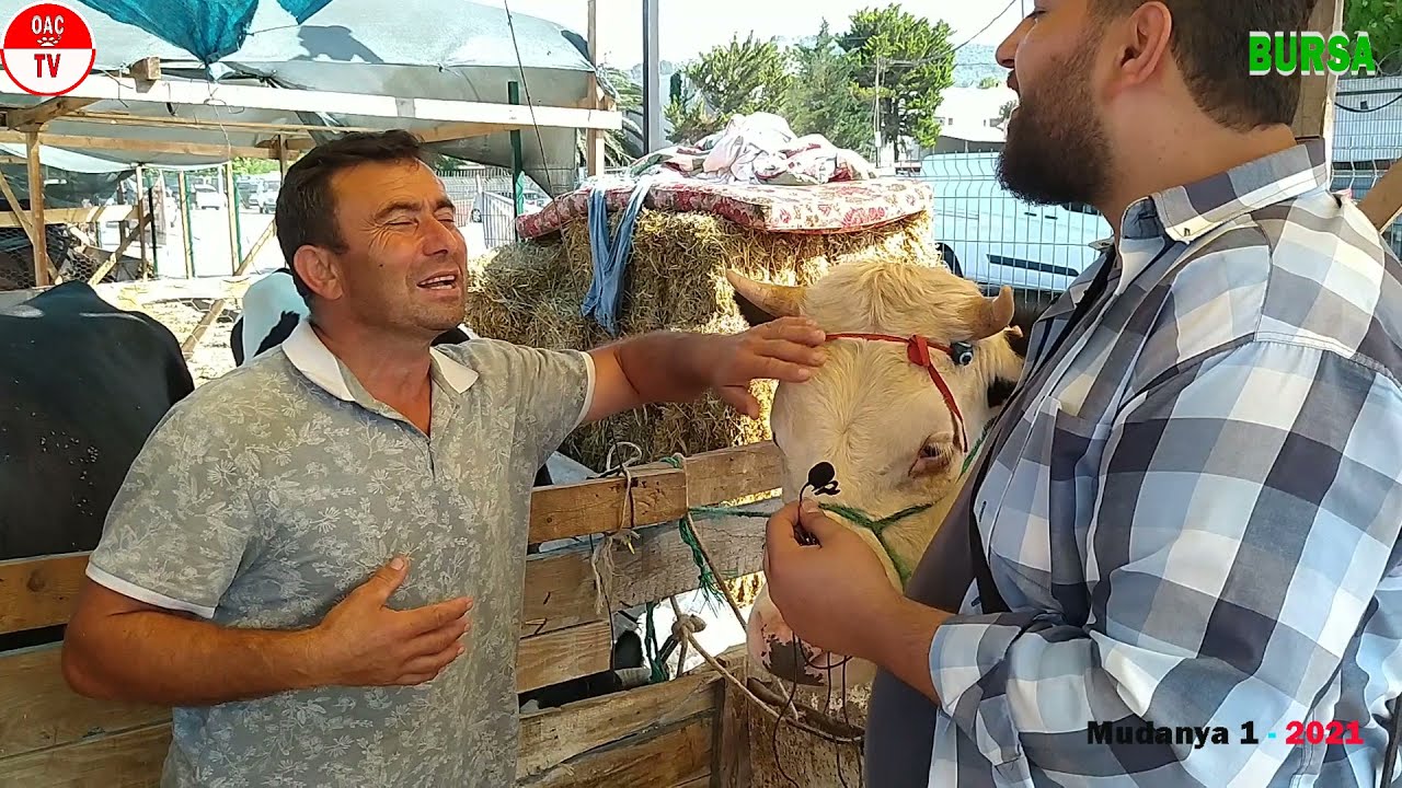 Kurban Pazarı Bursa Mudanya 2021 / Hayvan Fiyatları / OAÇ TV