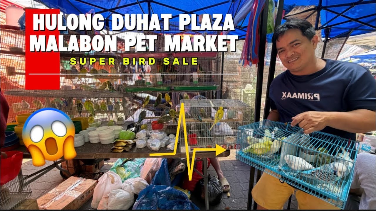GRABE! Ang Gaganda ng Kulay 😱 Malabon Pet Market Super Bird Sale! 1st day of  March , 2026