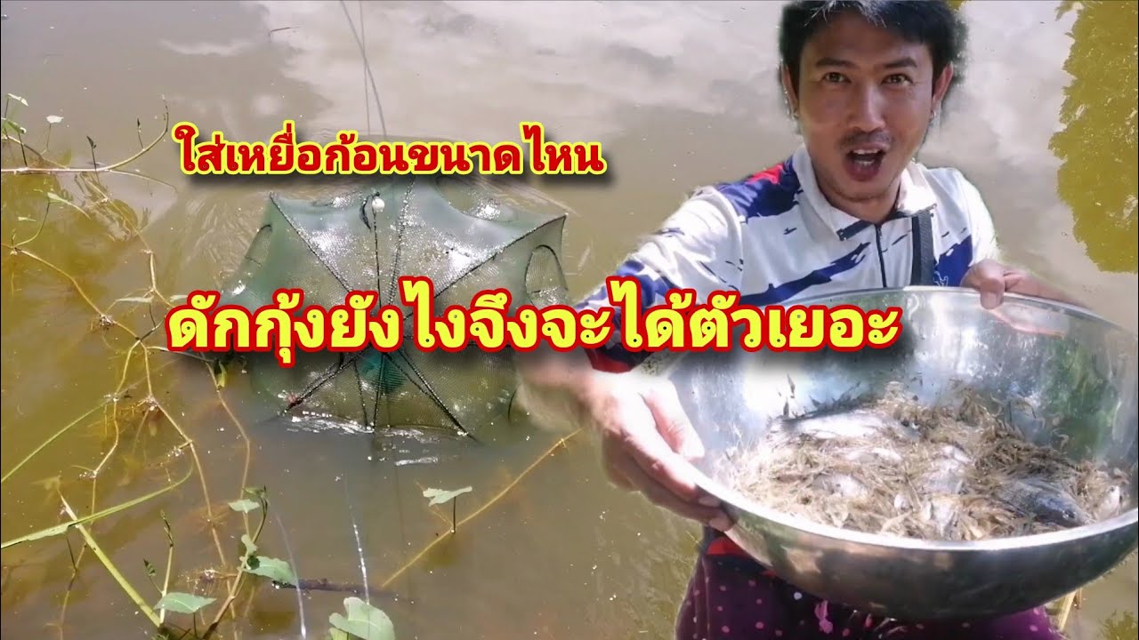 ดักกุ้งใส่เหยื่อก้อนขนาดไหน ดักยังไงจึงจะได้ตัวเยอะ
