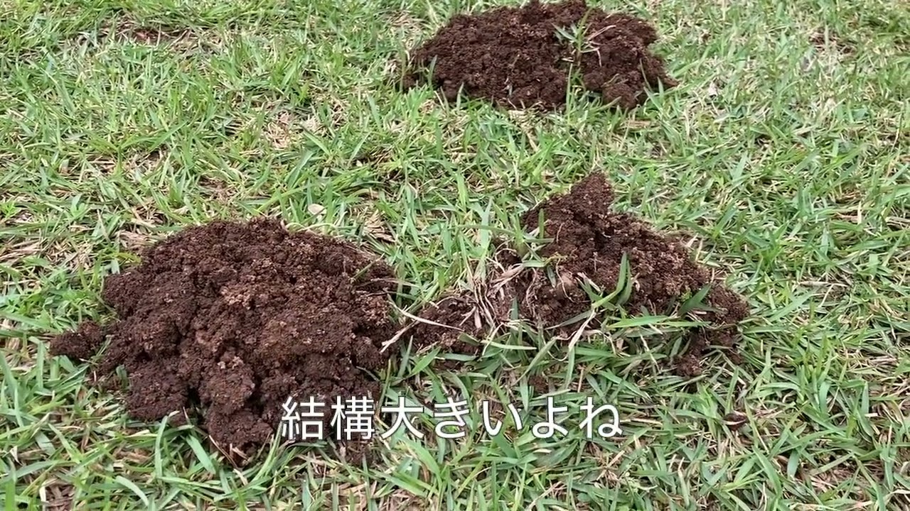 2023 モグランでモグラ退治　Part 2