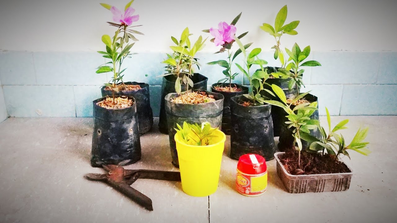 HOW TO GROW AZALEA PLANT FROM CUTTINGS