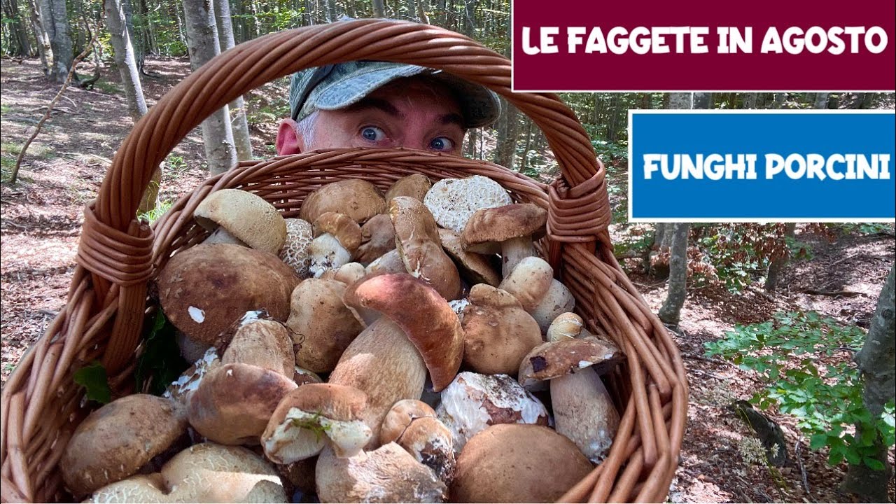 Le faggete in agosto FUNGHI PORCINI