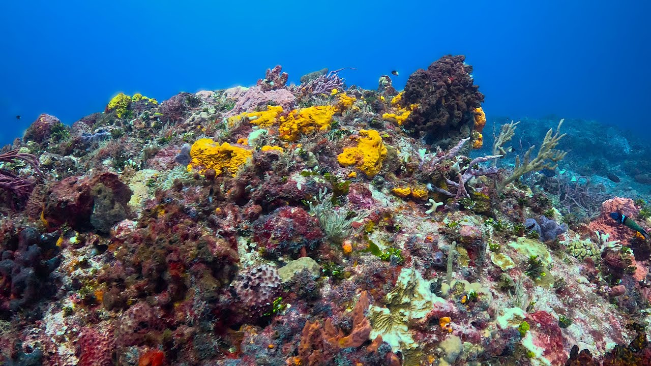 Drift Diving the Palancar Reef in Cozumel