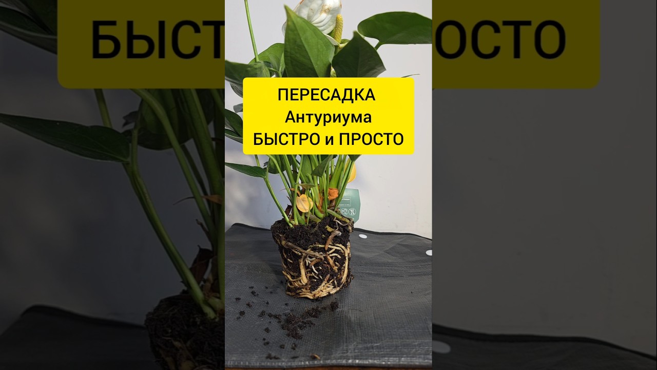ПЕРЕСАДКА уценённого Антуриума БЫСТРО , ПРОСТО и без стресса