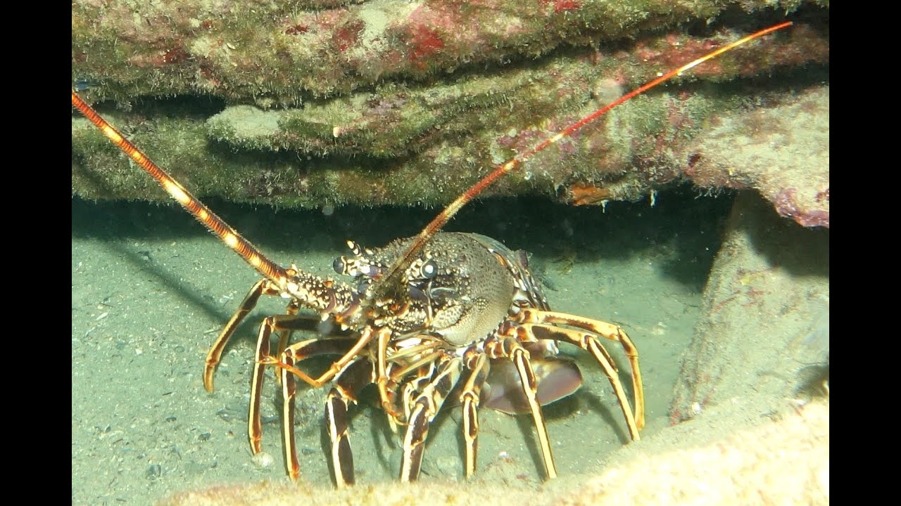 Diving in Cinque Terre, Italy