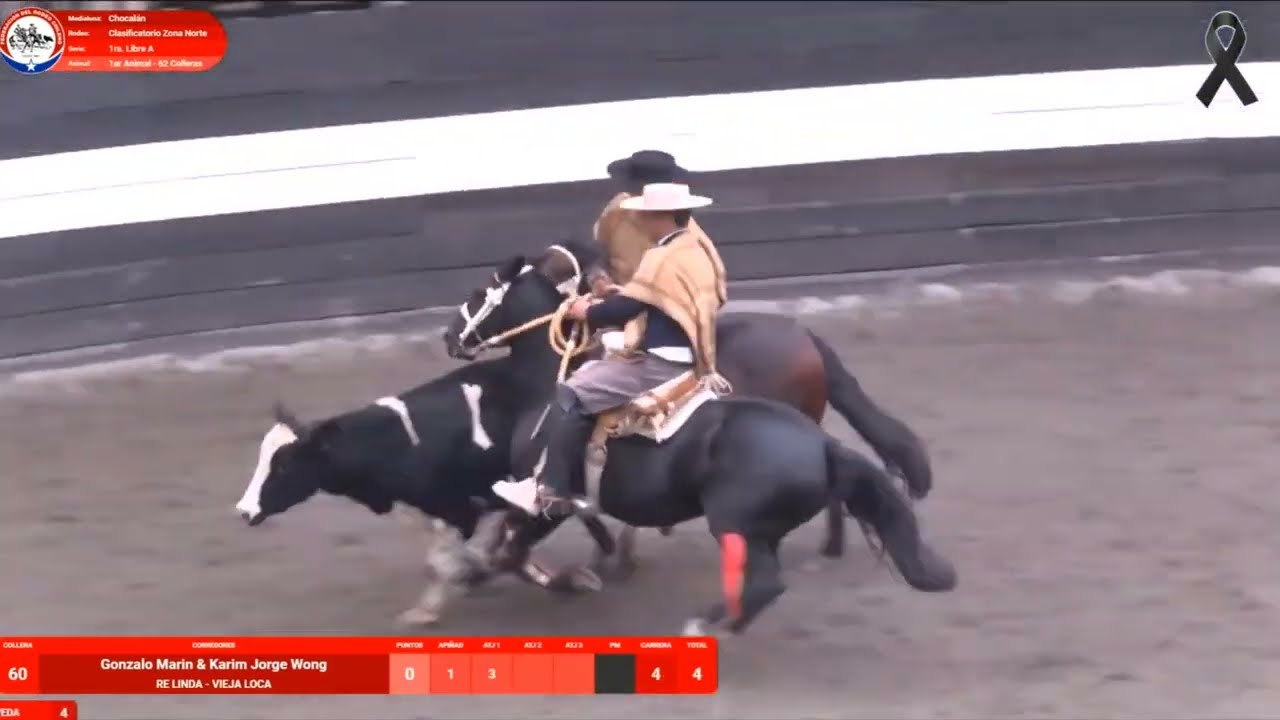 El resumen de todas las colleras premiadas en Melipilla al Champion de Chile