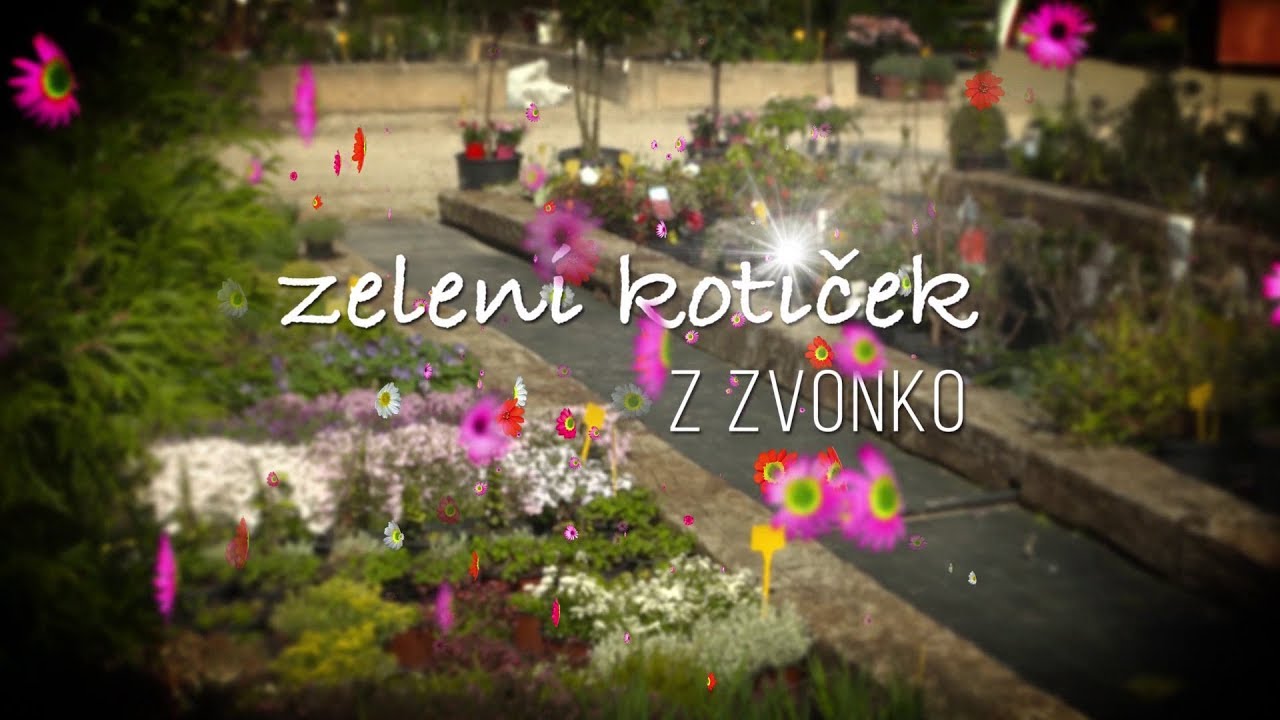 (IZ NAŠEGA ARHIVA) Zeleni kotiček z Zvonko 01 - Obrezovanje rastlin