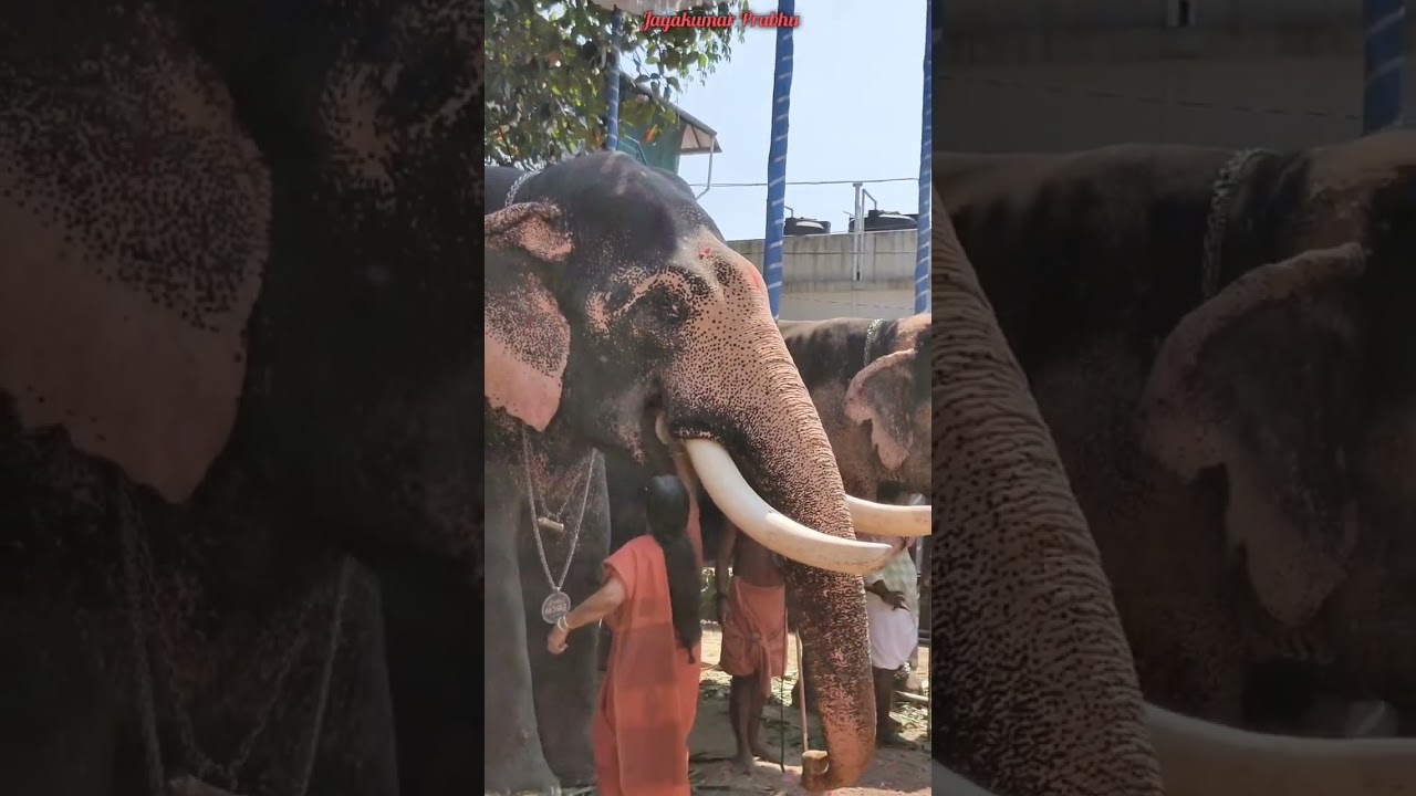 ആനയുട്ട് 