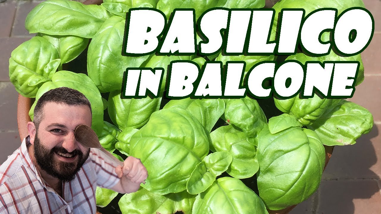 Speciale #6 - Basilico in balcone (coltivazione e conservazione dei semi)