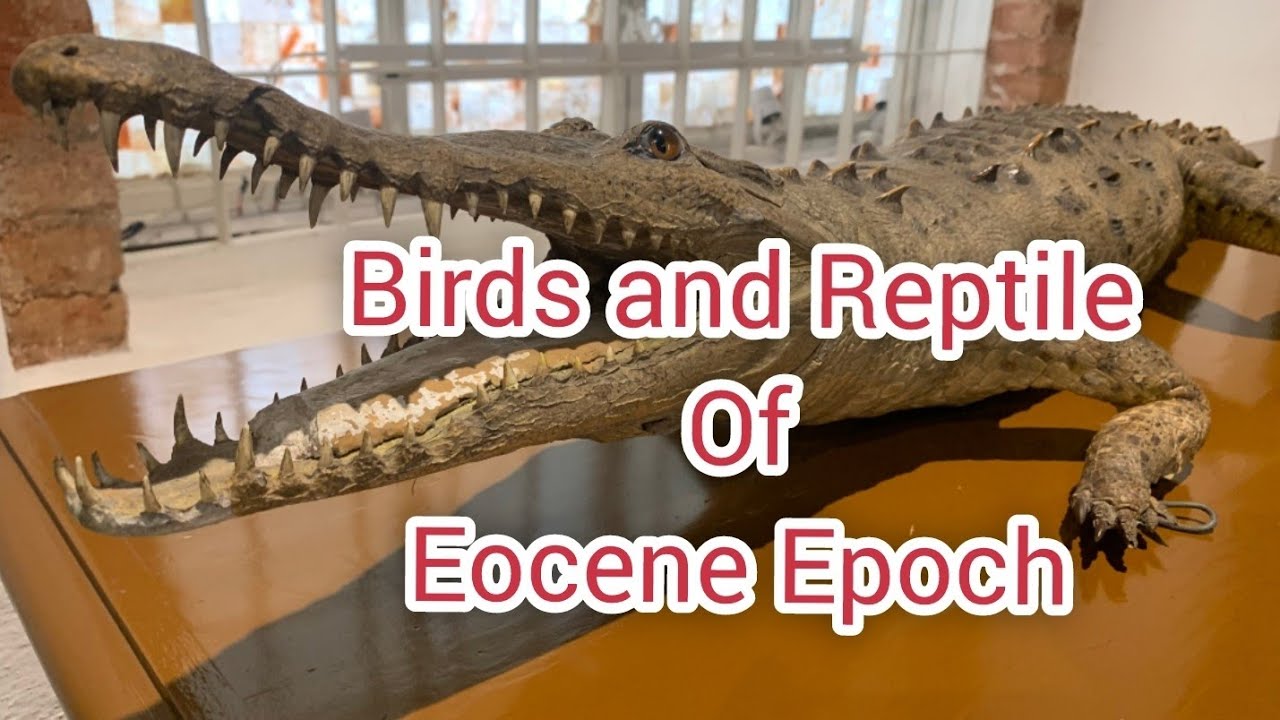 Eocene Epoch: Evolution of Modern Birds and Reptile's Ancestors (Part 19)