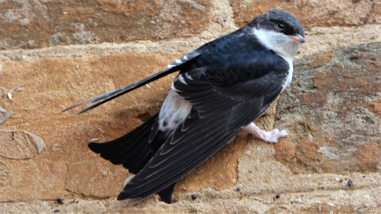 House Martins Nest  @ THE WHITE HART -  Part 4 - 2020
