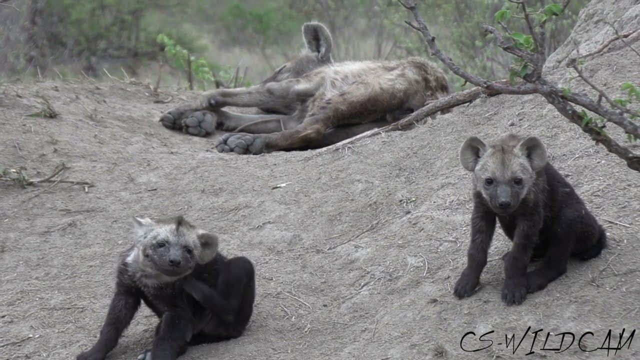 Hyena Cubs! Ep 45