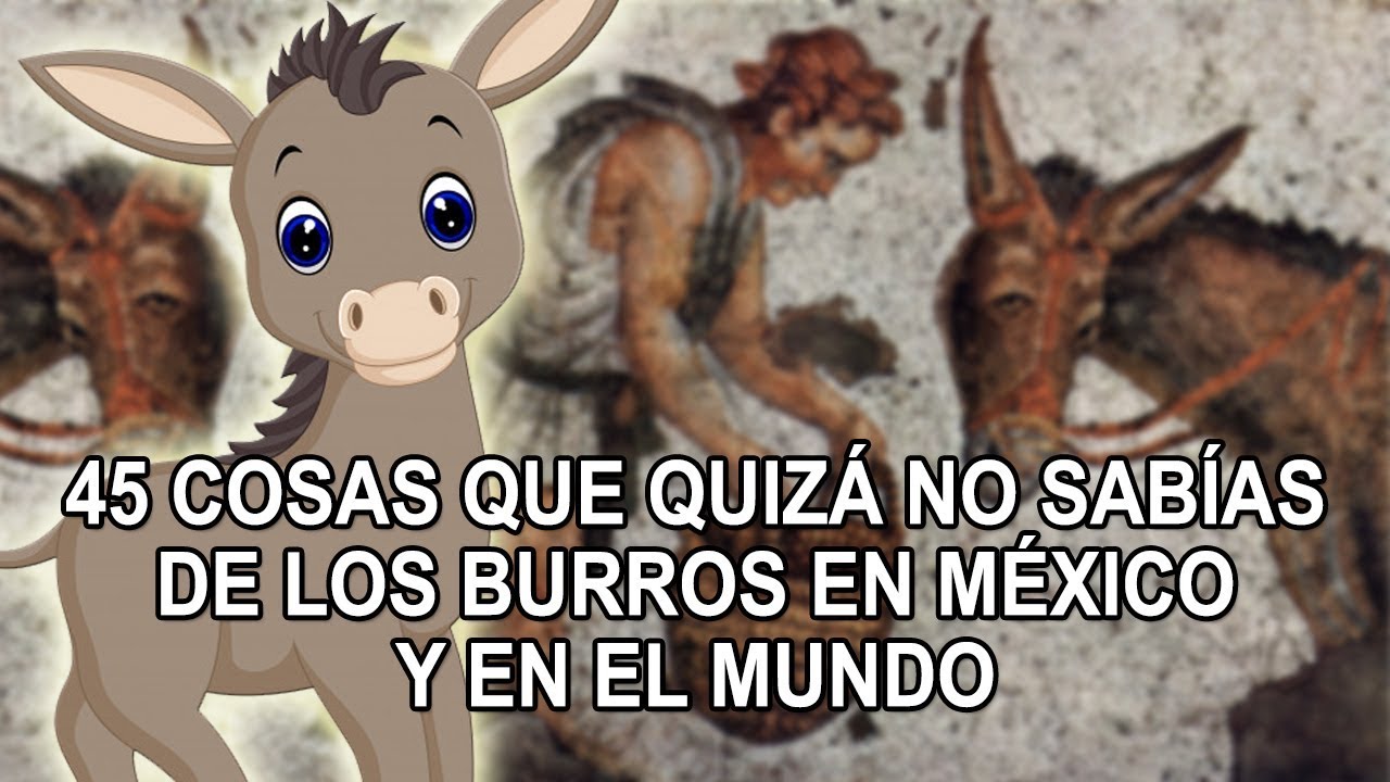 45 cosas que quizá no sabías de los burros en México y en el mundo