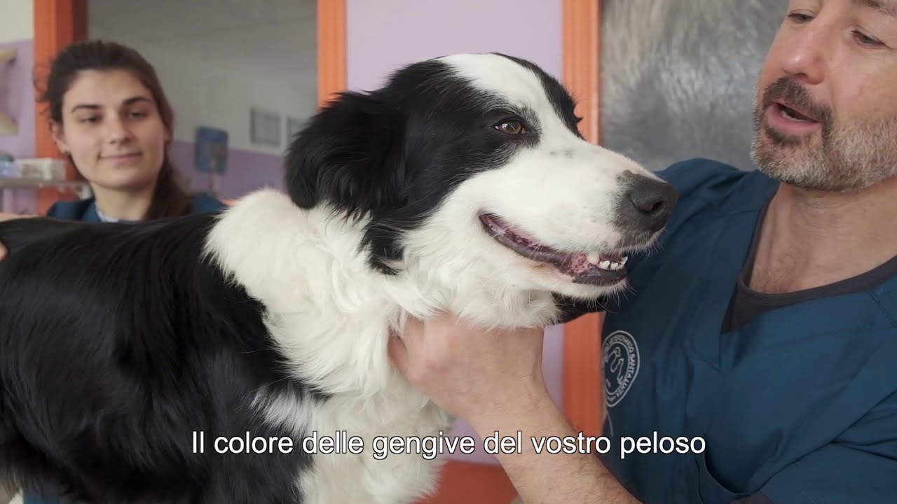 90 - Come valutare la salute del cane o del gatto dal colore delle gengive - parte 1