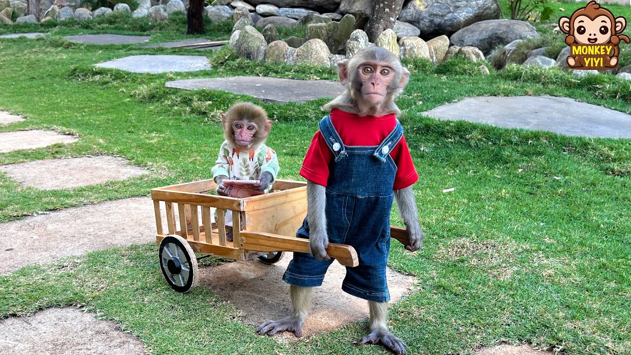 Monkey YiYi takes monkey Yumy to buy jelly
