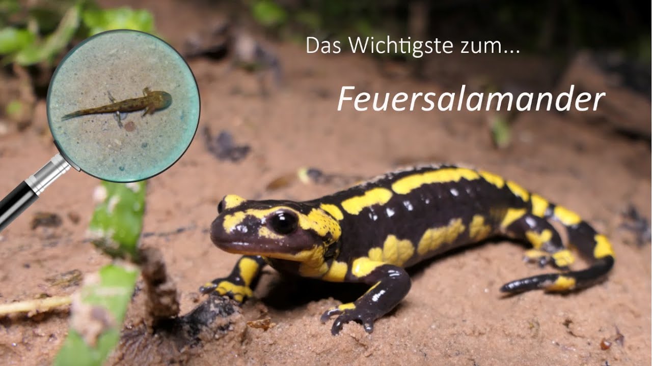 Der Feuersalamander - beliebt aber gefährdet