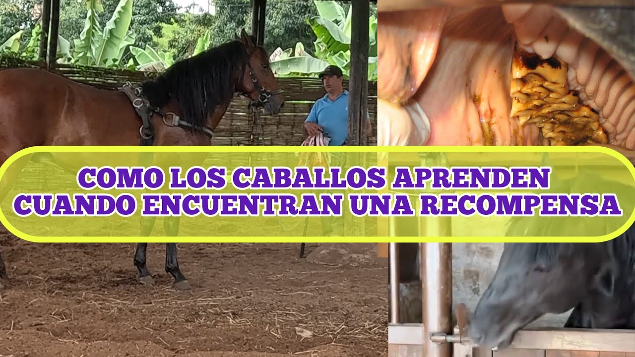 COMO LOS CABALLOS APRENDEN CUANDO ENCUENTRAN UNA RECOMPENSA clase #11 