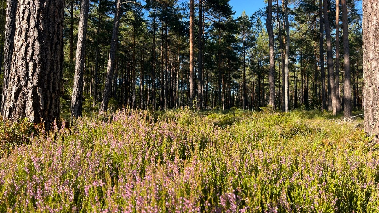 Heather in Swedish Forest 🌿 | 10 Hours Relaxing Nature Sounds 4K