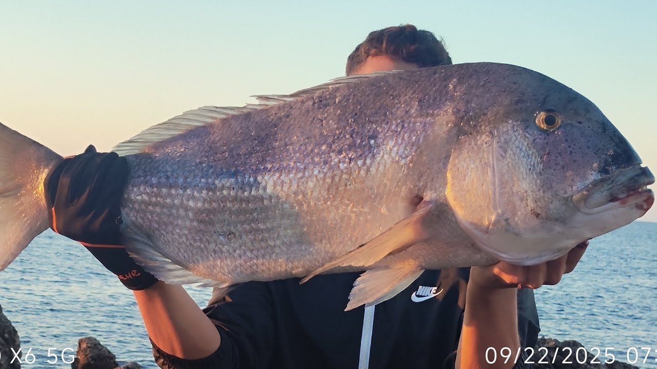 | MONSTER DENTEX UNDER MY FEET | SHORE JIGGING 