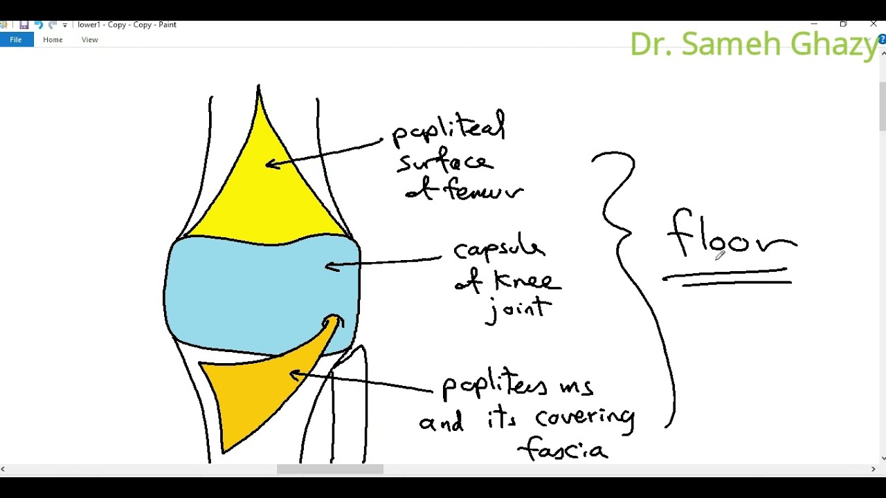 Lower limb : popliteal fossa