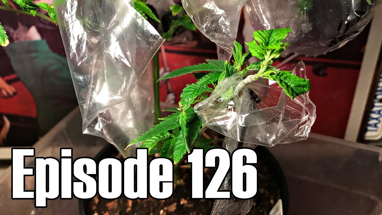 Grafting Cannabis Part 4: Five Day Check - Episode 126