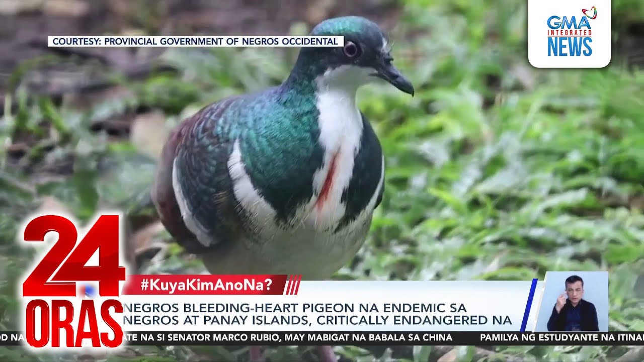 Negros bleeding-heart pigeon na endemic sa Negros at Panay Islands, critically... | 24 Oras