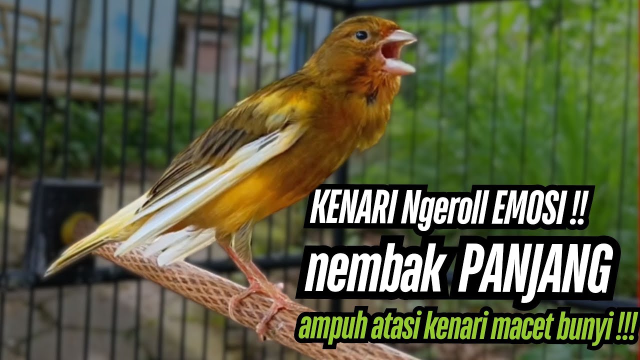 Burung Kenari Cuit CUIT GACOR AMPUH!! Masteran Kenari PAUD dan Pancingan Kenari MACET BUNYI
