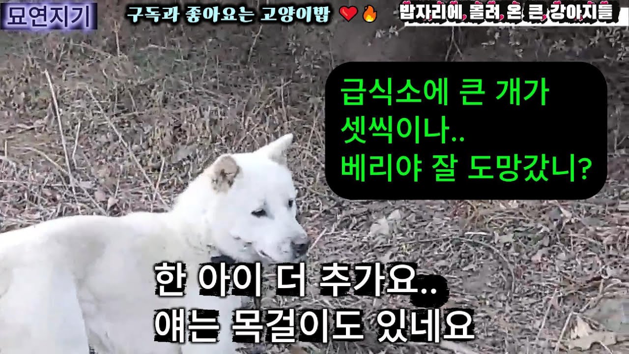 길냥이 급식소에 나타난 큰 개 세마리(한 아이는 목걸이도 있어요)#묘연지기 #고양이 #길냥이밥주기