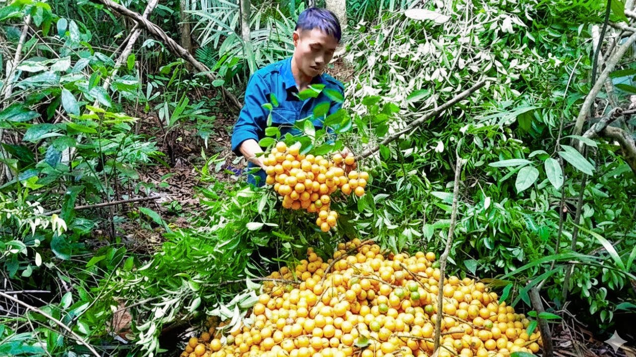 Young CEO leaves the city for the forest: picking wild fruits, survival, alone in the forest.