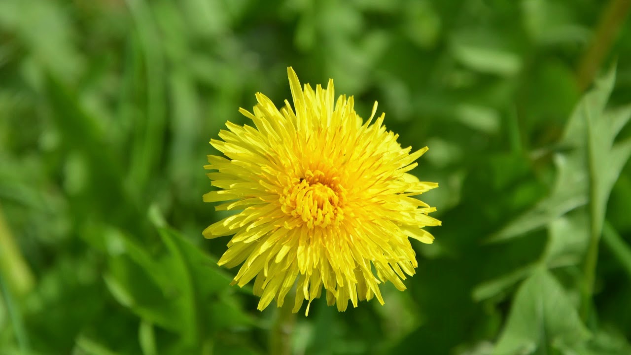 Spiselige planter: Kl&oslash;ver og m&aelig;lkeb&oslash;tte