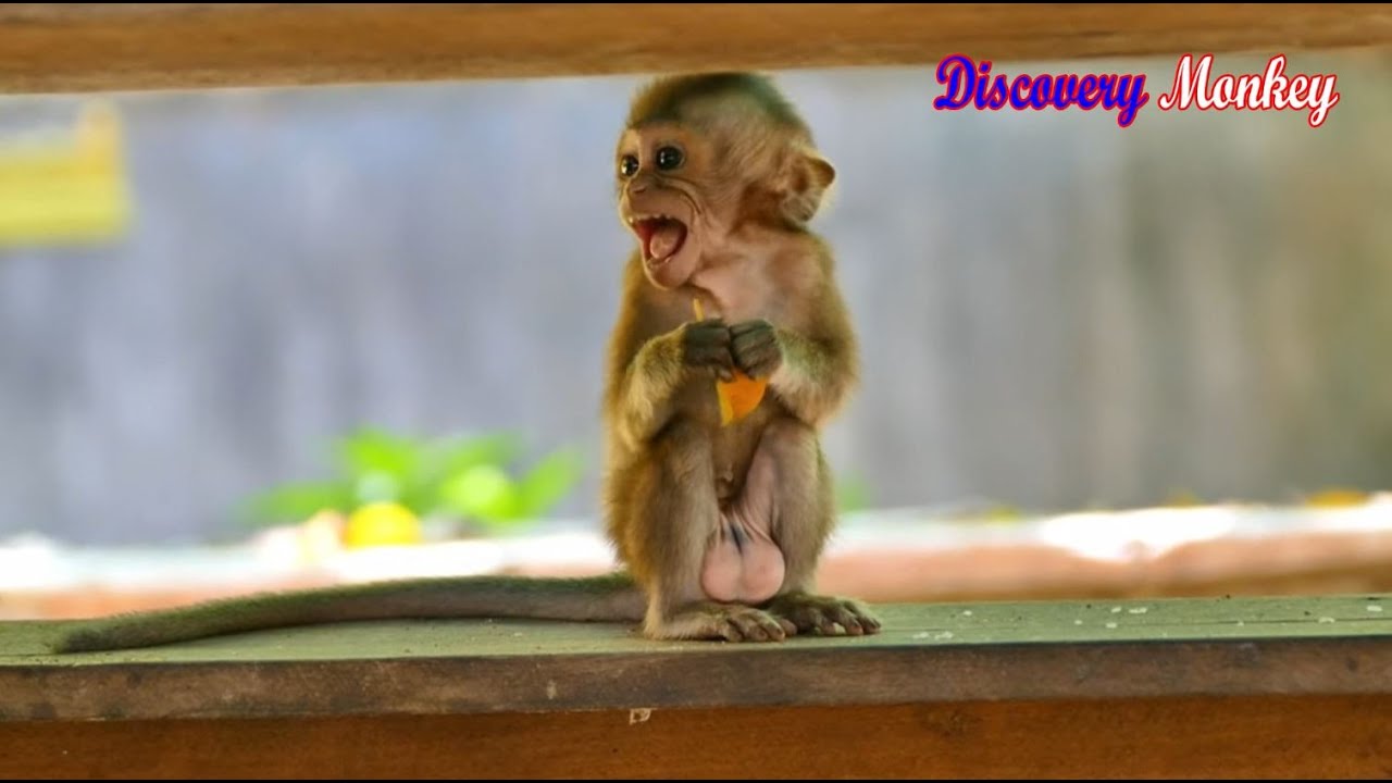 Aw, Look .....Look... spoiled baby monkey Emma crying loudly calling mom Emila to pick her up.....