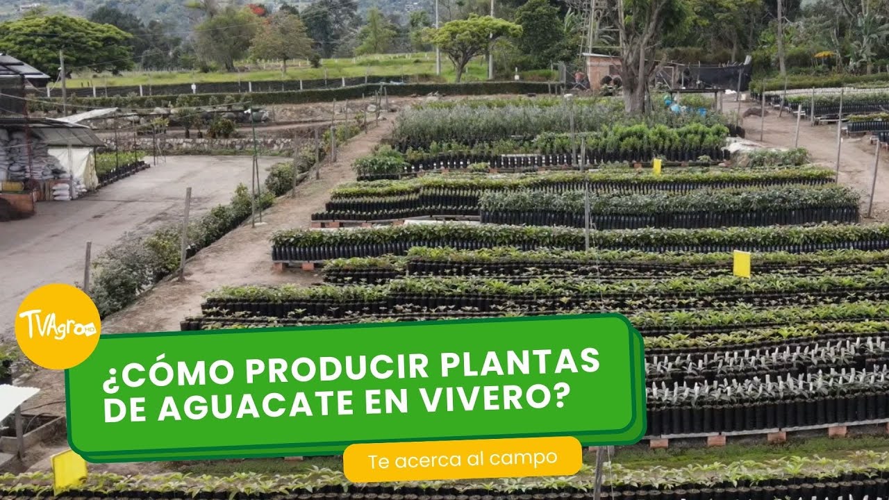 ¿Cómo producir plantas de aguacate en vivero? - TvAgro por Juan Gonzalo Angel Restrepo