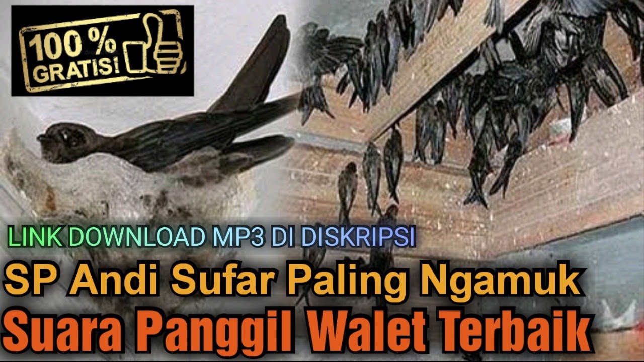 Suara Panggil Walet Andi Sufar Paling Ngamuk dan Banyak Di Gunakan Di Indonesia