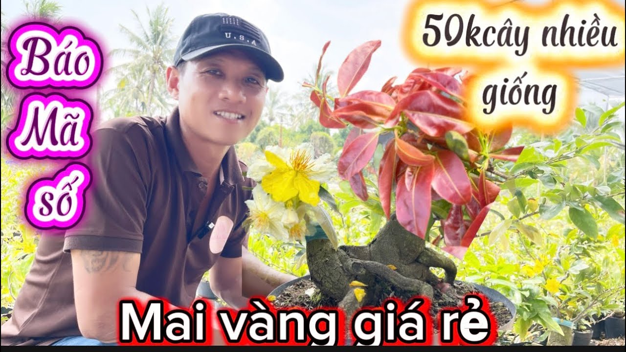 9-3-2026☎️091 6666 525 👉gặp Chúc 🌲mai vàng giá rẻ 50k cây mini để bàn đế quanh nhan mũi đẹp 